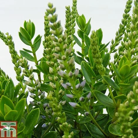 Hebe 'Margret' - Image 2