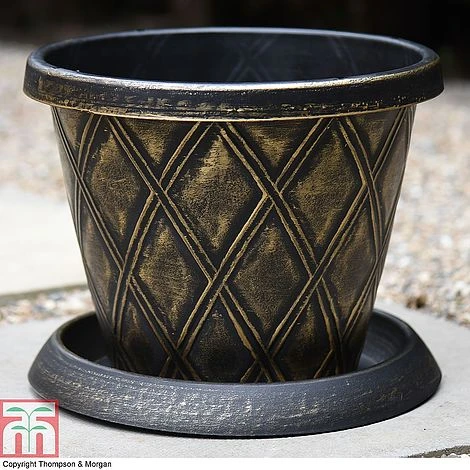 Clematis 'New Love' - Image 9